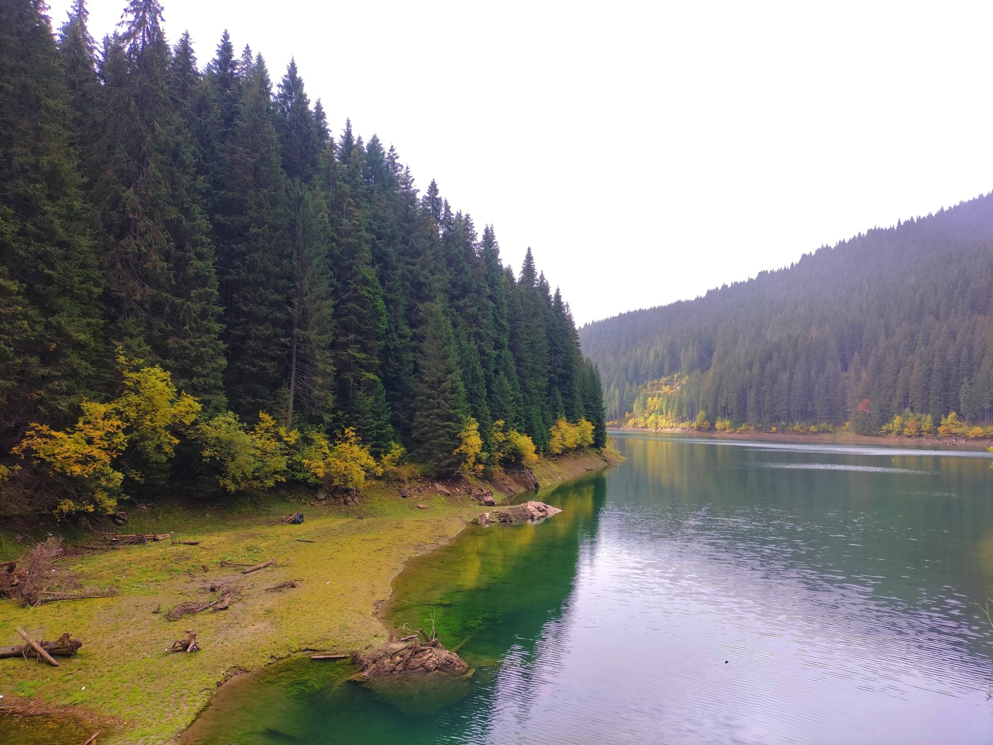 Forêts de Transylvanie